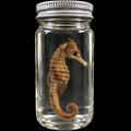 Preserved Seahorse Specimen