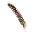 Turkey Smoke-Cleansing Feather