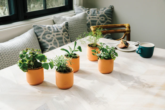 Champagne Poppies - Tiny Terracotta Grow Kits