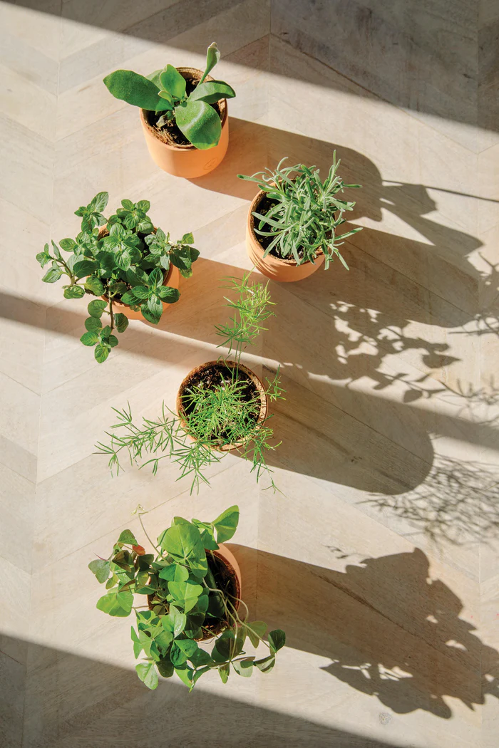 Champagne Poppies - Tiny Terracotta Grow Kits