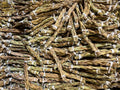 Sweetgrass Braid